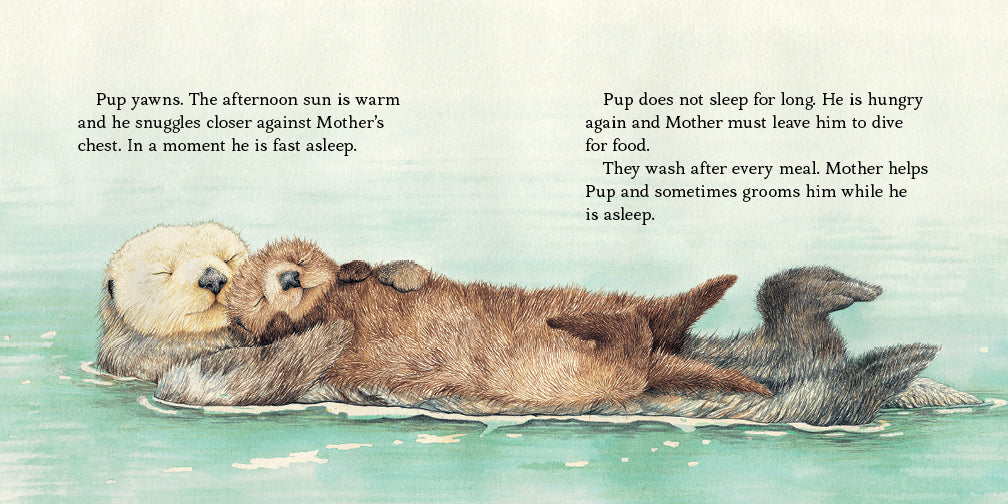 Sea Otter Pup | Board Book